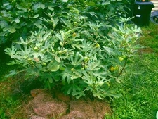 Fig tree cuttings,Dalmatie, delicious  fruits,rain and cold resistant 6 pieces !