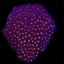 TCK Space Jam Stylo WYSIWYG Live Coral Frag (Combined Ship/Free Ship Over $300)