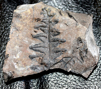 Lonchopteris bricei Very well preserved Carboniferous fossil plant