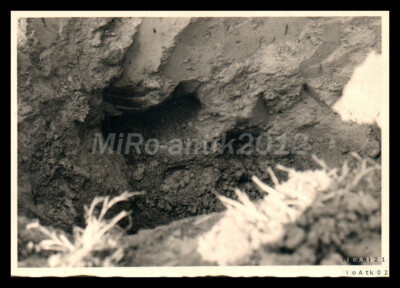 Foto, Rassehundeschau Erzgeb., Teckel i.d. Ausbildung, a.d.Fuchsjagd c 5026-1229