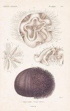 Echinus esculentus Seeigel sea urchin gravure engraving Stahlstich Cuvier 1849