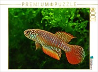 Calvendo Puzzle Nematolebias Catimbau, Brasilien | 1000 Teile Lege-GrößE 64X48Cm