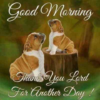 Funny Bulldog fridgerator magnet 3 1/2 X 3 1/2 ''