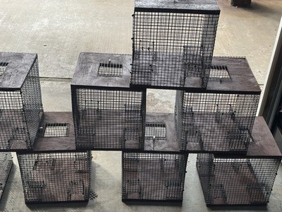Smart Bird Trap with Automatic Drop Door  Humane & Effective Catch Cage Pigeons