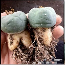 2PCS Rarecactus Succulent  Plant beautiful Home Garden Plant Boutique 4cm