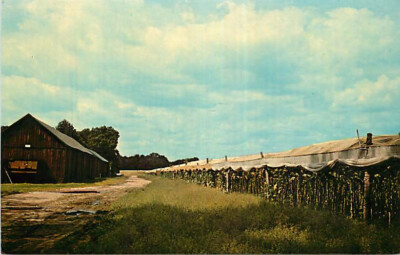 connecticut river valley tobacco farms Postcard Connecticut River Valley Tobacco Farm #2