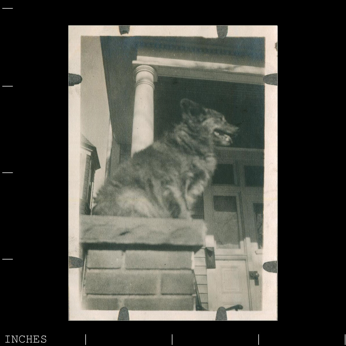 Why Does My Younger Dogsit On My Older Dog