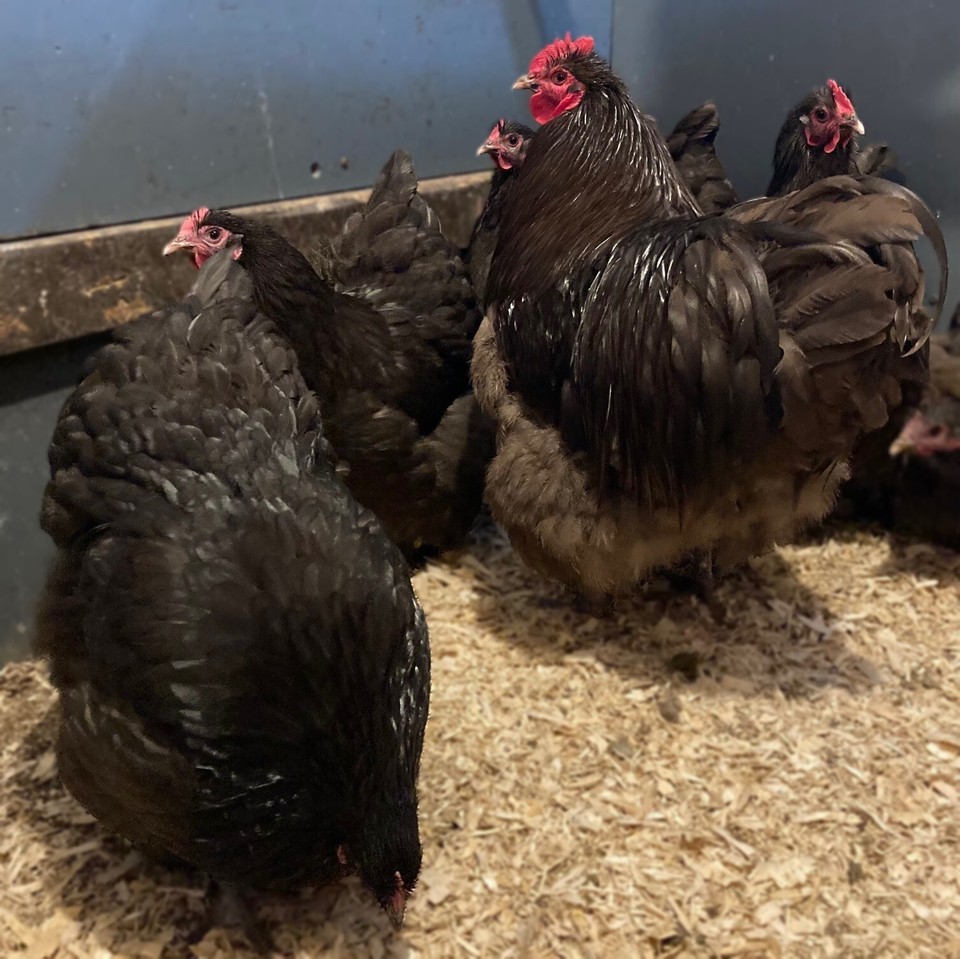 12+ BEAUTIFUL DARK CHOCOLATE ENGLISH ORPINGTON Fertile Chicken Hatching Eggs eBay