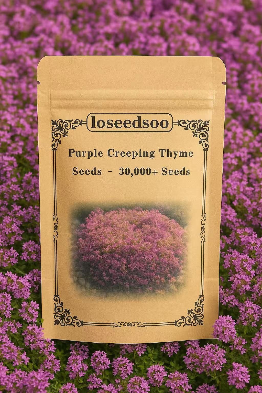 30000+ Creeping Thyme Seeds Purple Ground Cover Perennial Non-GMO Heirloom
