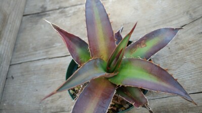 RED AGAVE (Agave kerchovei 'Huajuapan Red') 10 seeds | eBay Australia