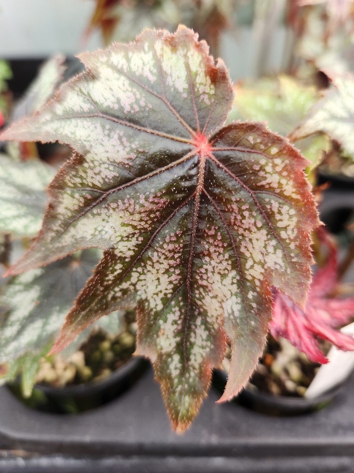 Rare,Begonia My Little Brother Montgomery Plant eBay