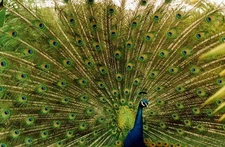 Hand painted oil painting birds Male peacock canvas free postage size 