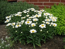 Three Shasta Daisy Bare Root Plants Three Shasta Daisy Bare Root Plants