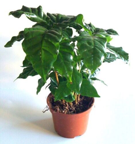 Grow Your Own Coffee Plant (Coffea Arabica) Fragrant Flowers - 10 Fresh Seeds - Photo 1/4