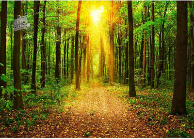 Photographic Wallpaper Sun Forest Modern Fleece Living Room Bedroom