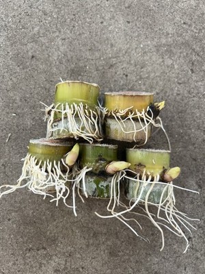 5 Cuttings Green Yellow Sugarcane Sweet Juicy Ready To Plant