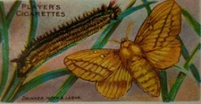 Trade card butterflies larva Imperial Tobacco Co Players Cigarette vintage