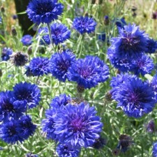 500 Tall Blue Centaurea Cornflower  Bachelor Button  Wildflower  Flower Seeds