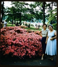 People @ Rose Gardens HERSHEY PA - 1956 Stereo Realist slide #1887