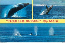 Postcard - USA - Maui - Thar she blows off maui the humpback whale m