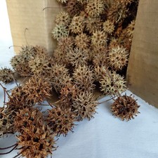 125 BIG Sweet Gum Balls Organic Incense Potpourri Burrs Crafts FREE SHIP