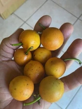 GARCINIA INTERMEDIA (AKA LEMON DROP MANGOSTEEN/MONKEY FRUIT)SEEDLINGS RARE FRUIT