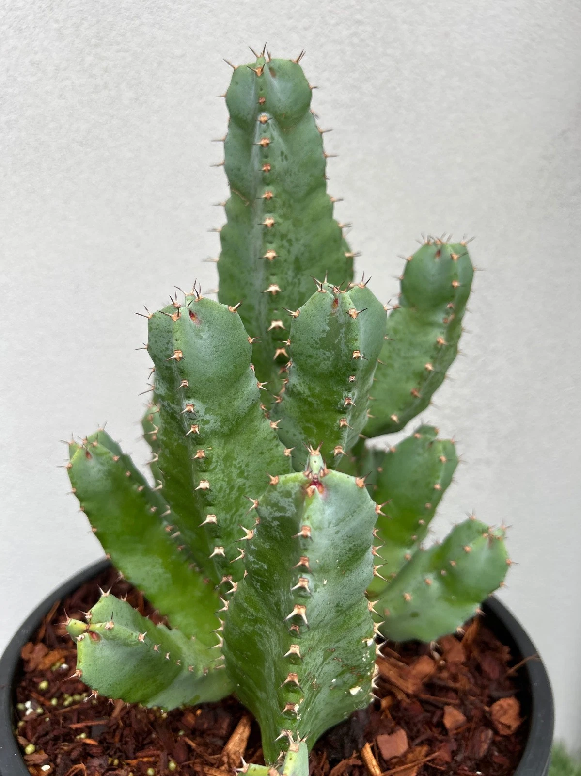 Euphorbia resinifera - Moroccan Mound, 15 years old mature Succulent plant
Opens in a new window or