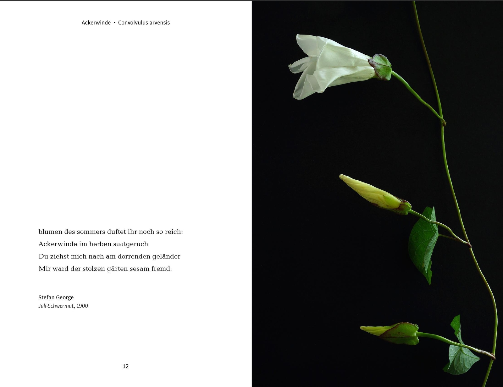 Thumbnail - Wildblumen | Roland Bauer | Deutsch | Buch | 173 S. | 2020 | Molino