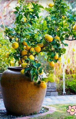 5 Lemon  Tree Seeds Potted Plant Fruit Garden Bonsai Plants FreeP&P |  eBay