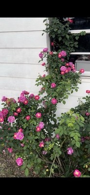 Old Tyme 7 Sisters Live Rose  14+ Inches