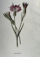 Antique Print c1900 Corn Cockle | F E Hulme Botanical Wildflower Garden