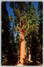 General Sherman Tree Sequoia National Park California Giant Forest Postcard