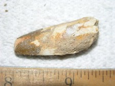 Dinosaur fossil tooth Spinosaurus Cretaceous Era bigger 1.5 inch long F89