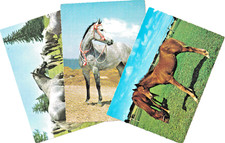 3 Ansichtskarten, Pferde Horse Tier