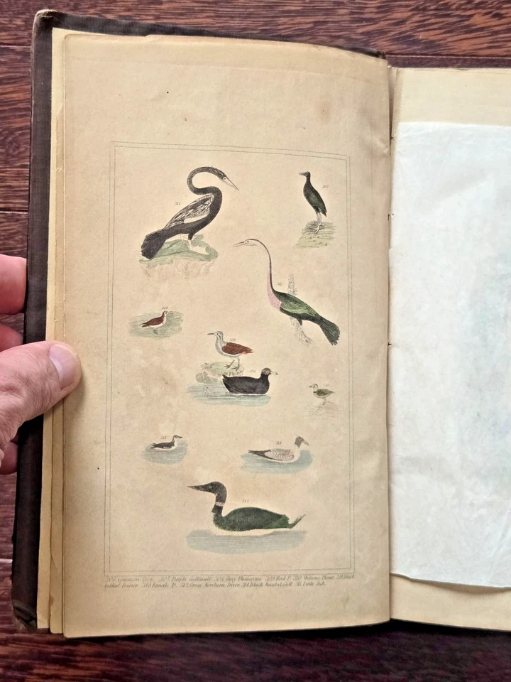 1853 Wilson’s American Ornithology Brewer Audubon Bonaparte Illustrated Birds Bo - Image 2 of 4