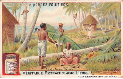 Chromos AM13201 Liebig Fruit Trees Coconut Harvest