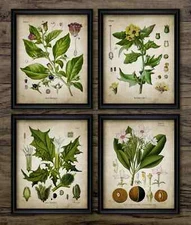 Poisonous Plants Print Set of 4, Vintage Botanical Wall Art, Poison Drug Plant