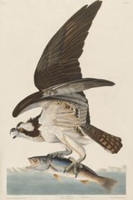 Osprey and Weakfish Vintage John James Audubon Birds of America Wall Art Print 