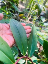 Dried Thebu Leaves DIABETIC Insulin CANEREED Leaf Costus Speciosus For Tea
