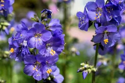 SEEDVILLE USA 100 BLUE PEARL POLEMONIUM ( Jacobs Ladder ) Polemonium Caeruleum Flower Seeds