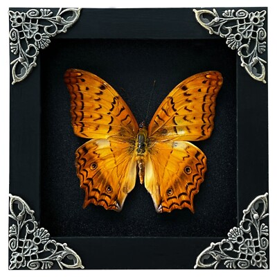 Orange Butterfly Framed Gothic Decor Taxidermy Insect Open Wings Gift for Mom