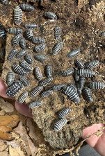 10ct Zebra Isopods Armadillidium maculatum Live Bioactive Cleanup Crew