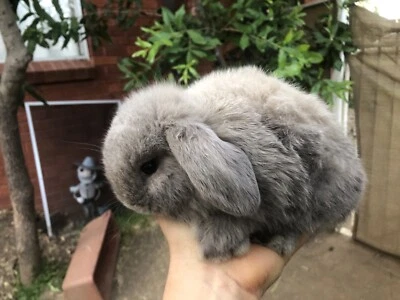 baby rabbits for sale gumtree