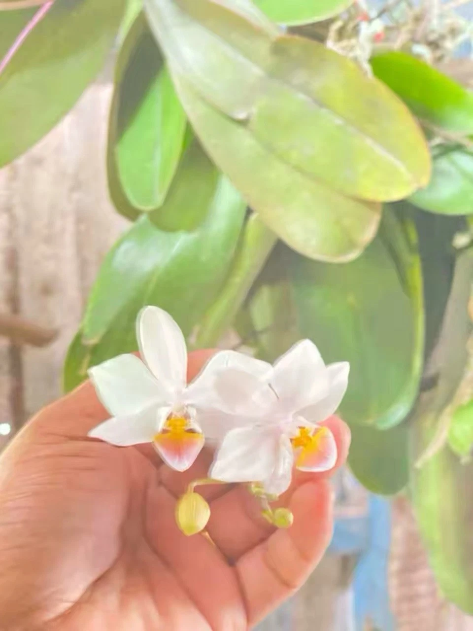 Philippines Phalaenopsis intermedia Rare Species Orchid Blooming Mounted Plant
Opens in a new window