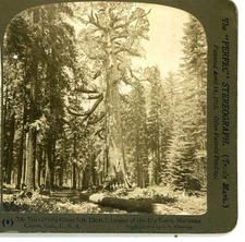 On Horse Back, Grizzly Giant Mariposa Grove CA H.C. White Stereoview