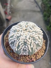 Astrophytumasteriasvar.hanazono cactus Succulent  plants seedgrowth WYSIWYG