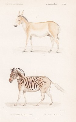 Equus quagga Zebra Esel Halbesel Dschiggetai engraving Stahlstich Cuvier 1849