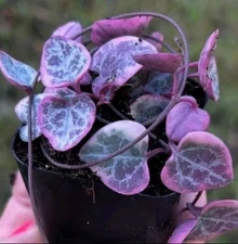 Ceropegia Woodii Variegated String of Hearts Succulent 1 String Rooted Cutting