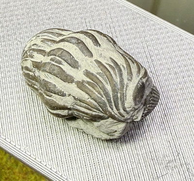 PREP PROJECT Phacops Trilobite ~ Silica Formation ~ Ohio ~ Devonian Period
