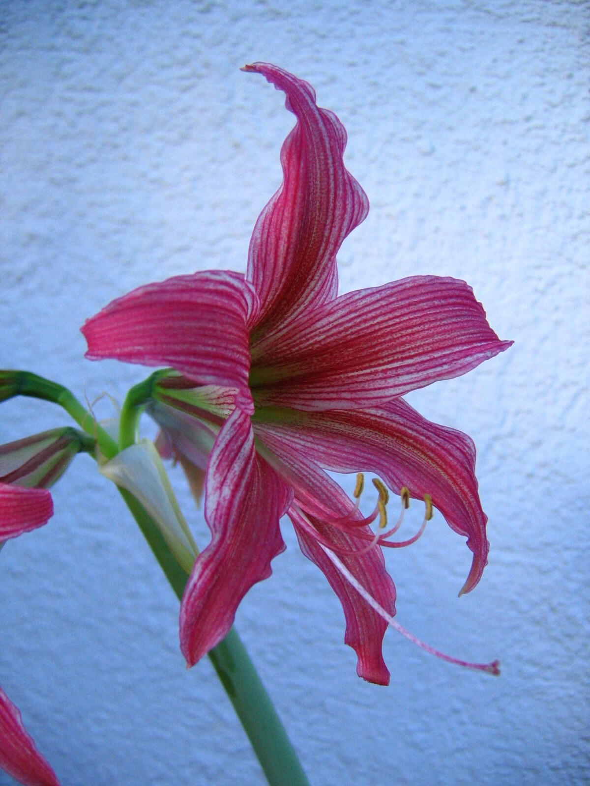Hippeastrum 'Delta', Schößling/1 of Amaryllis bulb, d=3,5+cm. eBay